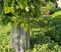 Fagus sylvatica 'Zlatia' - Beuk 'Zlatia' - 4