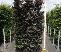 Fagus sylvatica 'Atropunicea' - Rode beuk - 200 cm hoog en 100 cm breed.  zomerbeeld