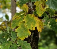 Quercus petraea - Wintereik - 1