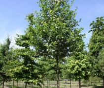 Crataegus 'Splendens' ofwel Pruimbladige Meidoorn boom