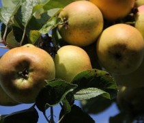 Malus domestica 'Lunterse Pippeling'