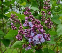 Syringa vulgaris Michel Buchner