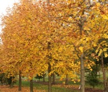 Tilia x europaea 'Euchlora' herfst