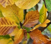 Fagus sylvatica 'Dawyck Gold' - Zuilbeuk - herfstkleuren