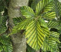 Fagus sylvatica 'Striata' - Gestreepte beuk - zomerblad