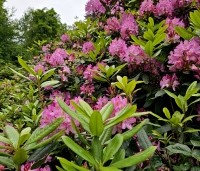 Rhododendron ponticum - Wilde rhododendron - 2