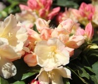 Rododendron yakushimanum 'Golden Torch' - Rododendron 'Golden Torch' - 1