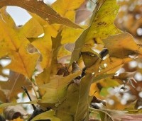 Quercus palustris - Moeraseik - 5