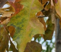 Quercus palustris - Moeraseik - 4