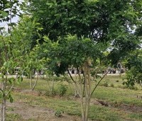 Sophora japonica - Honingboom - 1