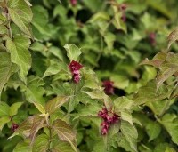 Leycesteria formosa - Grootmoeders oorbellen - 1