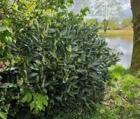 Prunus laurocerasus 'Otto Luyken' - Laurierkers 'Otto Luyken' - 3