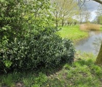 Prunus laurocerasus 'Otto Luyken' - Laurierkers 'Otto Luyken' - 2