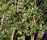 Arbutus unedo - Aardbeiboom - 1