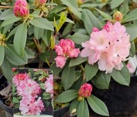 Rhododendron yakushimanum 'Dreamland' - Rododendron 'Dreamland' - 1