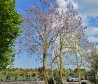 paulownia tomentosa - paulownia tomentosa - 2