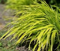 Hakonechloa macra 'Aureola' - Japans siergras 'Aureola' - 1