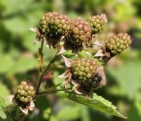 Rubus fruticosus 'Black Satin' - Doornloze braam 'Black Satin' - onrijpe bramen in juni