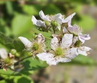 Rubus fruticosus 'Black Satin' - Doornloze braam 'Black Satin' - 2