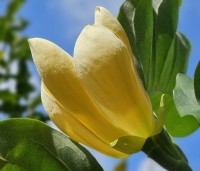Magnolia x Brooklynensis 'Yellow Bird' - Magnolia 'Yellow Bird' - 4