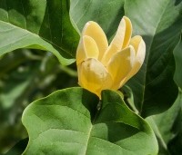 Magnolia x Brooklynensis 'Yellow Bird' - Magnolia 'Yellow Bird' - 3