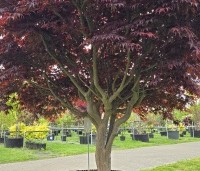 Acer palmatum 'Bloodgood' - Japanse esdoorn - 1