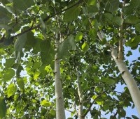 Betula utilis 'Doorenbos' - Himalayaberk - 1