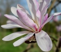Magnolia loebneri 'Leonard Messel' - Magnolia loebneri 'Leonard Messel' - 2