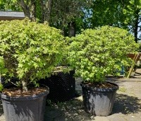 Liquidambar styraciflua 'Gum Ball' - Amberboom 'Gum Ball' - eind april