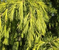 Cedrus deodara - Himalayaceder - 3