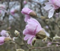 Magnolia stellata 'Rosea' - Beverboom - 1