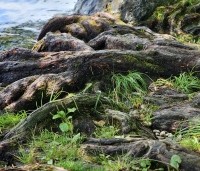 Metasequoia glyptostroboides - Chinese Moerascipres - 1