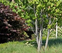 Prunus serrulata 'Sunset Boulevard' - Japanse Sierkers - 2