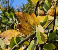 Betula nigra - Zwarte berk - 4