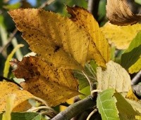 Betula nigra - Zwarte berk - 5