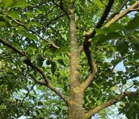 Styrax japonicus - Storaxboom - 3
