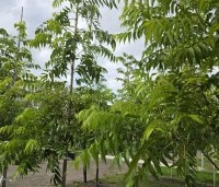 Carya illinoinensis 'Wichita' - Pecannoot Wichita - 3