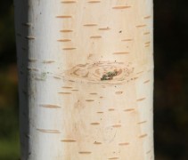 Betula utilis ‘Doorenbos’ 