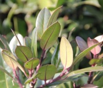 Ilex Alt Camellifolia