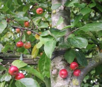 Malus ‘Evereste’