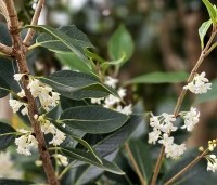 Osmanthus armatus - Schijnhulst - bloei in oktober