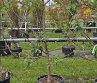 Malus dom. 'Schone van Boskoop' - Malus dom. 'Schone van Boskoop' - 1