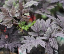 Actaea Simplex