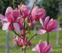 Magnolia 'Emperor' - Magnolia 'Emperor' - 2