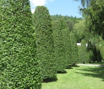 Carpinus Betulus 'Fastigiata' vormsnoei