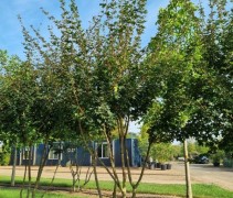 veldesdoorn