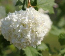 Viburnum opulus 'Roseum'