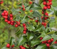 Ilex aquipernyi 'Dragon Lady' - Hulst 'Dragon Lady' - 1