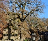 Quercus robur - Zomereik - november