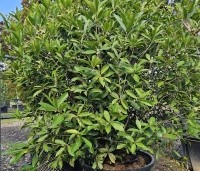 Osmanthus armatus - Schijnhulst - 3